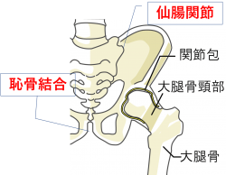 骨盤