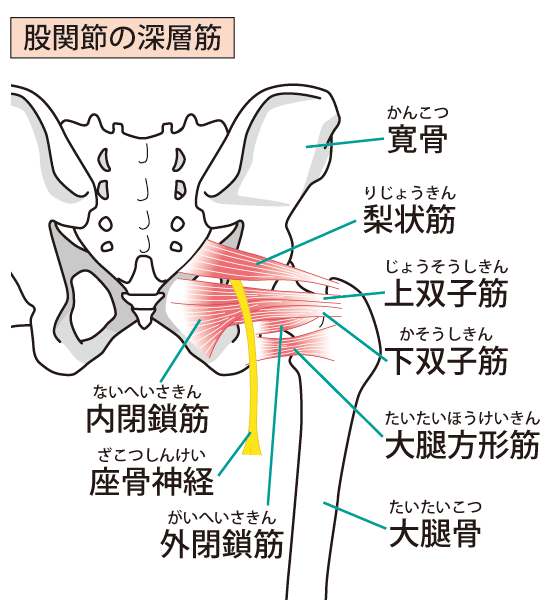 お尻の筋肉