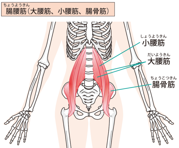 足の付け根の筋肉