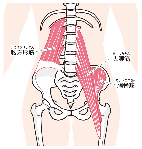腰の筋肉
