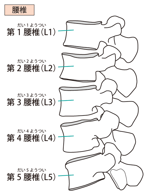 腰椎